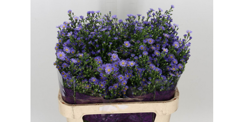 Aster Casamare 80 A1Purple