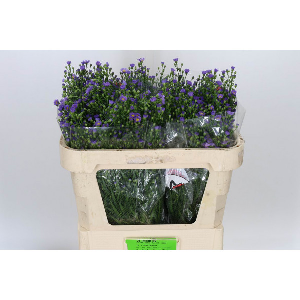 Aster Casamare 70 A1Purple