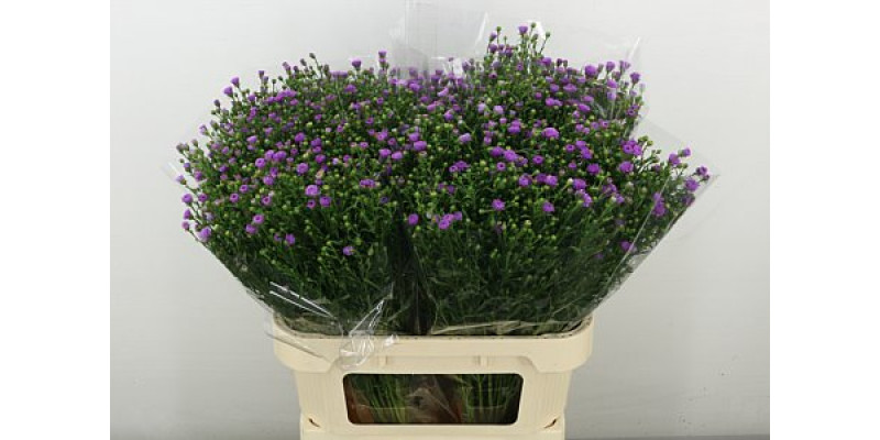 Aster  Casarosa 80 cm A1