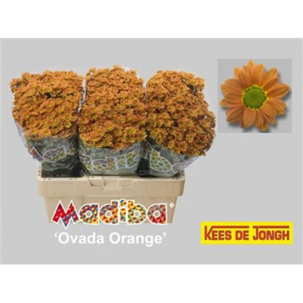 Chrysanthemums San Mad Ovada Or 55cm A1 Col-Orange