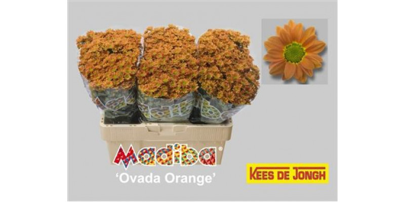 Chrysanthemums San Mad Ovada Or 55cm A1 Col-Orange