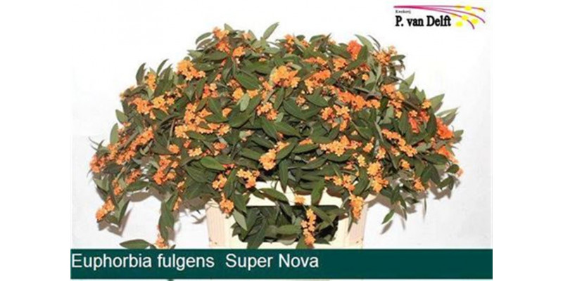 Euphorbia F T Supernova A1 Col-Orange