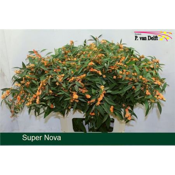 Euphorbia F T Supernova 80cm A1