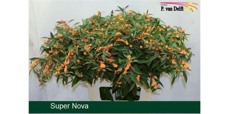 Euphorbia F T Supernova 80cm A1