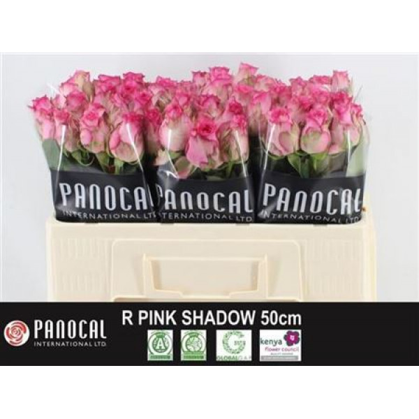 Rose Gr Pink Shadow 50cm A1