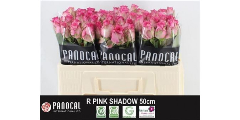 Rose Gr Pink Shadow 50cm A1