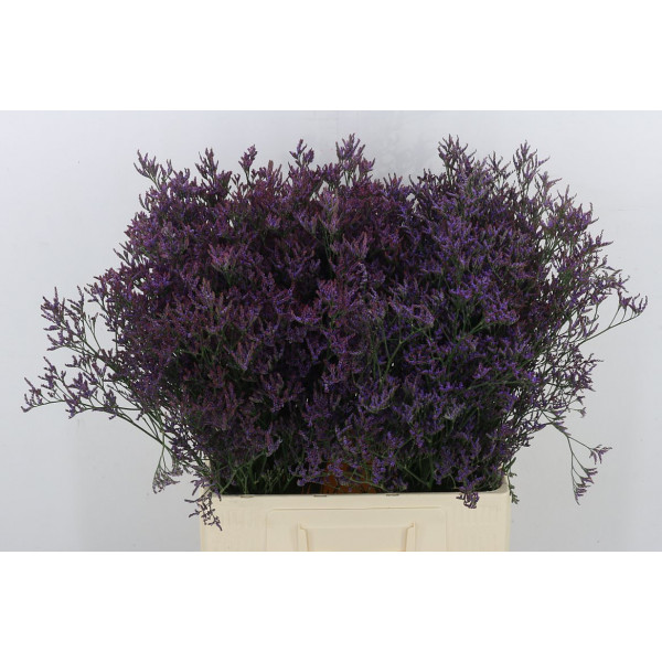 Limonium Piuma Dark Blue 70cm A1