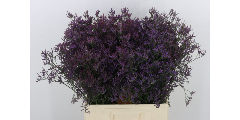 Limonium Piuma Dark Blue 70cm A1