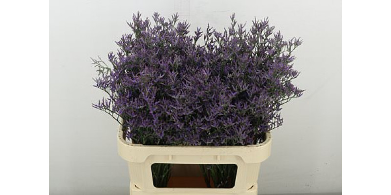 Limonium Piuma Dark Blue 80 cm A1