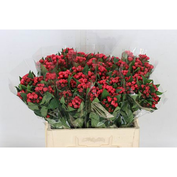 Bouvardia Du Diamond Coral 50cm A1