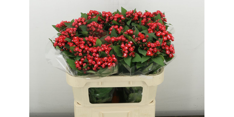 Bouvardia Du Coral 70 cm A1