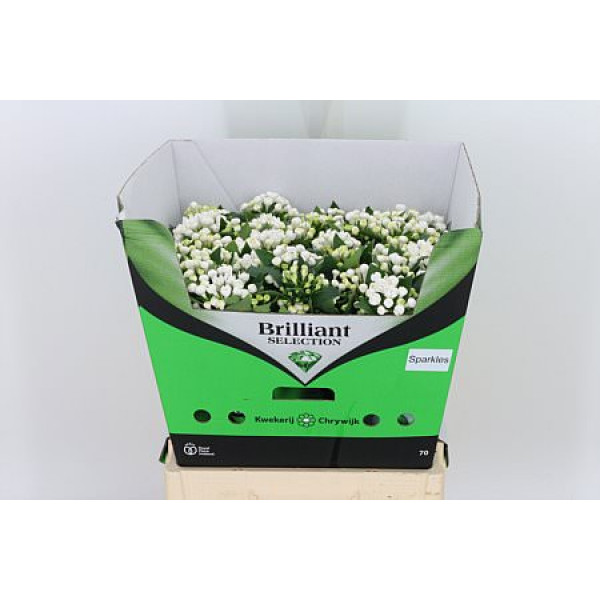 Bouvardia Du Diamond Sparkles 60cm A1