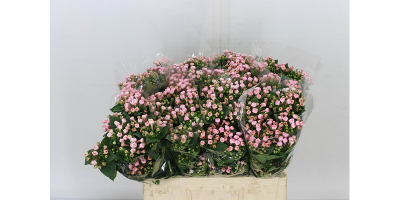 Bouvardia Du Diamond Princie 60 A1Pink