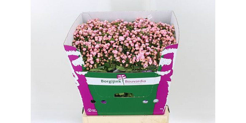 Bouvardia Du Princie 70cm A1