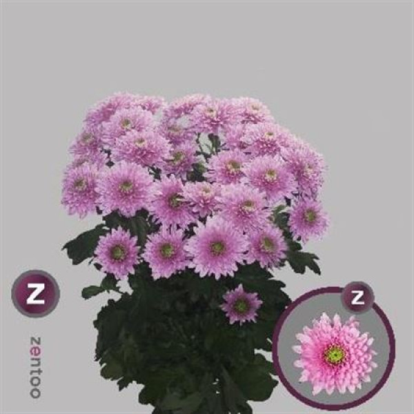 Chrysanthemums T Romance 70cm A1 Col-Pink