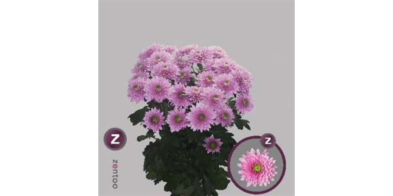 Chrysanthemums T Romance 70cm A1 Col-Pink