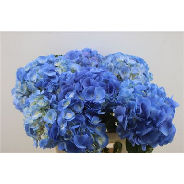 Hydrangea M Candy Fl Bleu 65-19 65cm A1