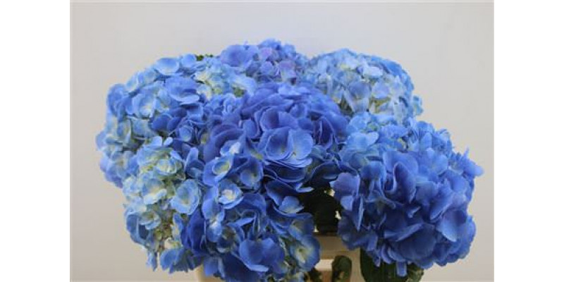 Hydrangea M Candy Fl Bleu 65-19 65cm A1