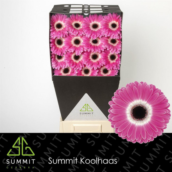 Gerbera Cubanita Diamond 50cm A1 Col-Cerise