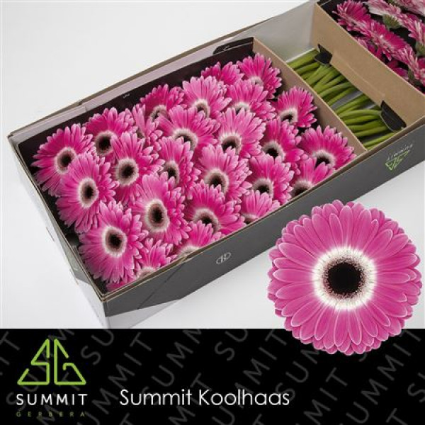 Gerbera Cubanita Doos 45cm A1