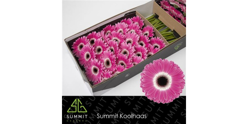 Gerbera Cubanita Doos 45cm A1