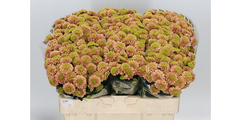 Chrysanthemums S Aaa Jeanny Peach 55cm A1 Col-Orange
