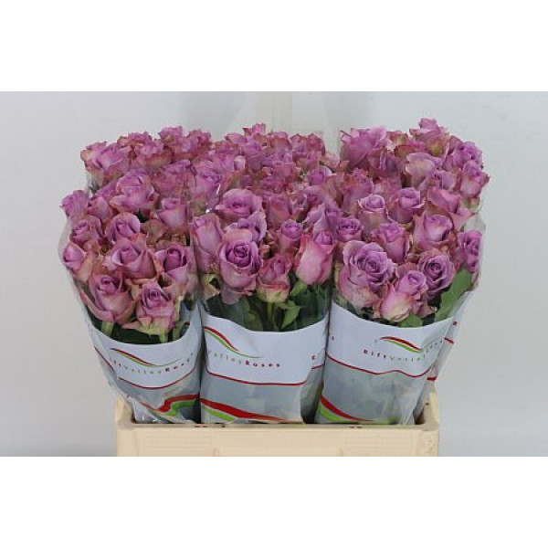 Rose Gr Nightingale! 60cm A1 Col-Milka