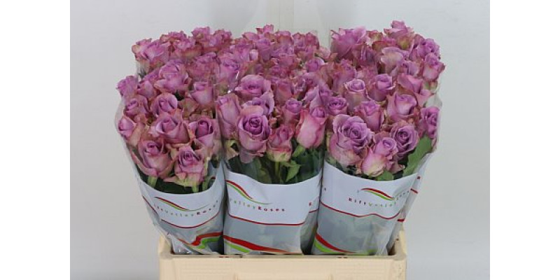 Rose Gr Nightingale! 60cm A1 Col-Milka