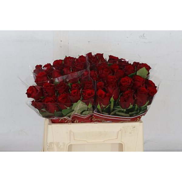 Rose Gr Red Torch 50cm A1 Col-Red