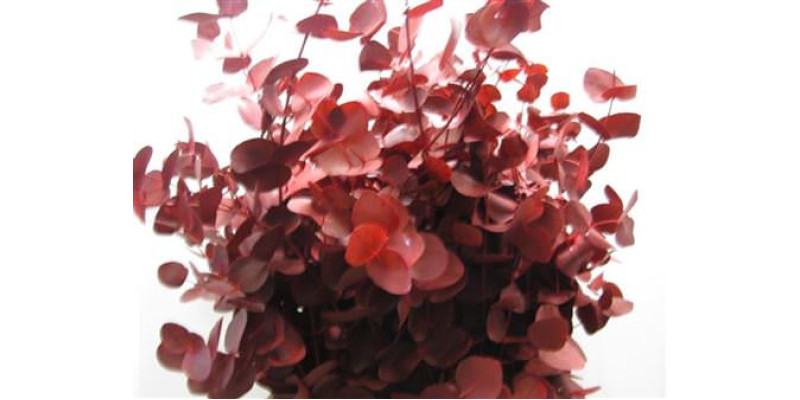 Euc Cinerea Red 70cm A1 Col-Red