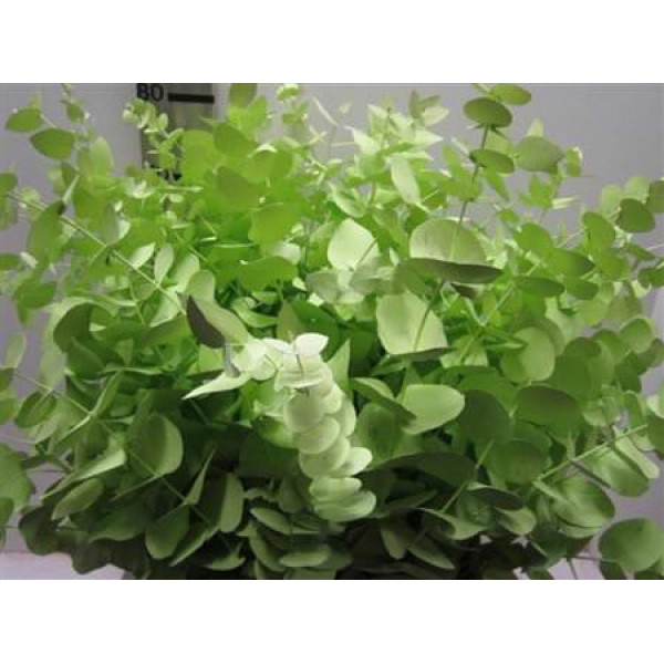 Euc Cinerea Light Green 70cm A1