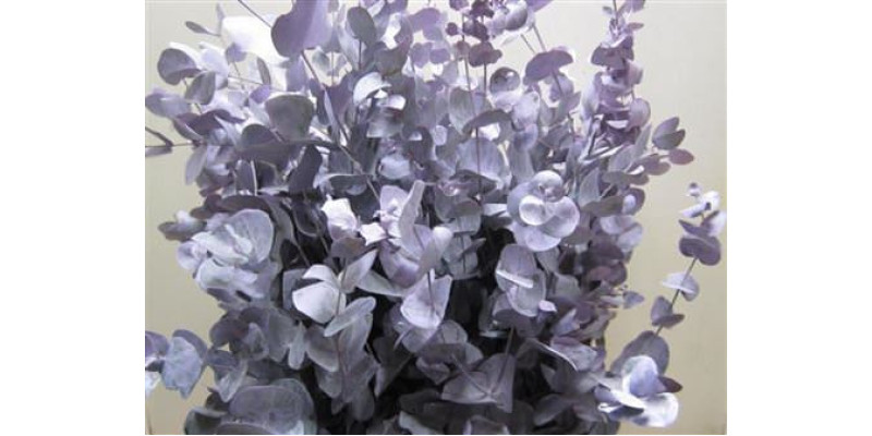 Euc Cinerea Light Milka 70cm A1