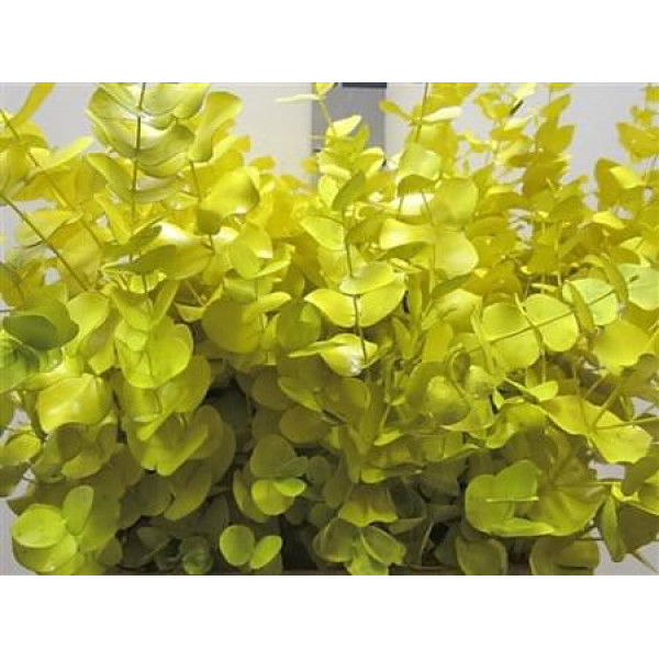 Euc Cinerea Yellow 70cm A1