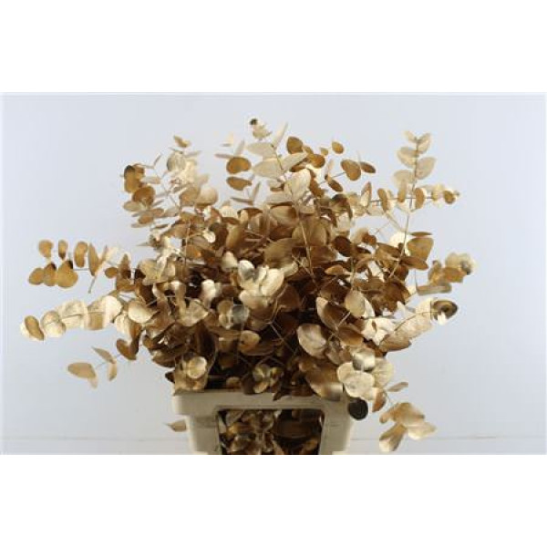 Euc Cin. Antique 70cm A1