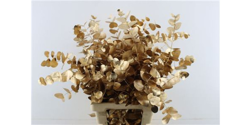 Euc Cin. Antique 70cm A1