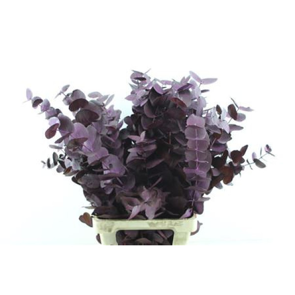 Euc Cin. Aubergine 70cm A1
