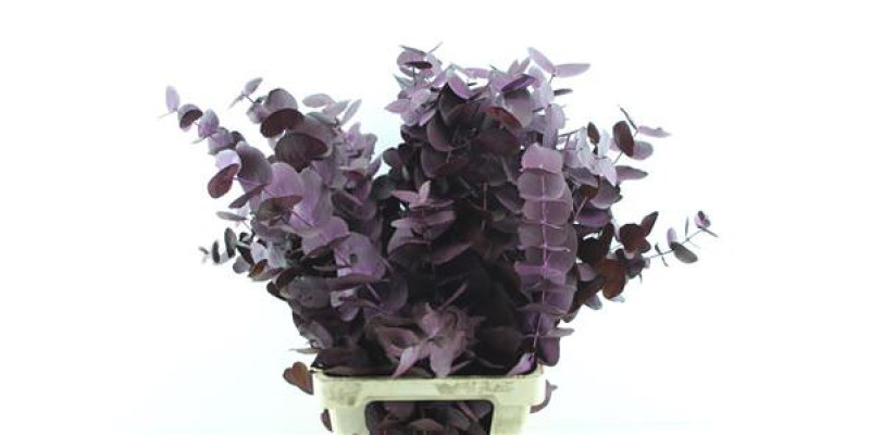 Euc Cin. Aubergine 70cm A1