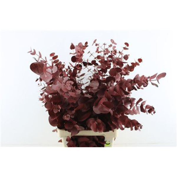 Euc Cin. Bordeaux 70cm A1