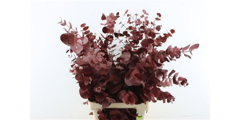 Euc Cin. Bordeaux 70cm A1