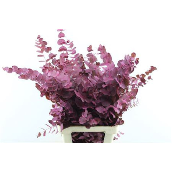 Euc Cin. Cerise Dark 70cm A1