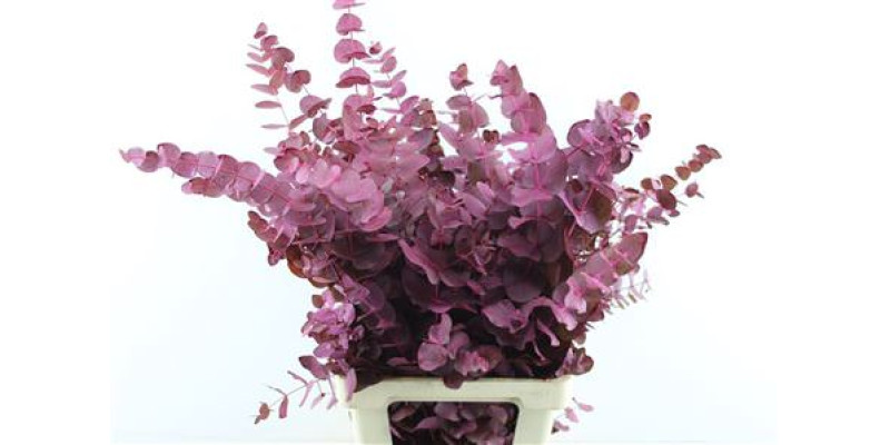 Euc Cin. Cerise Dark 70cm A1