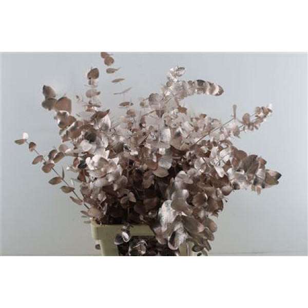 Euc Cin. Champagne 70cm A1