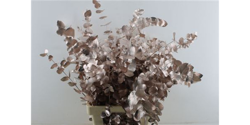 Euc Cin. Champagne 70cm A1