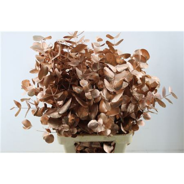 Euc Cin. Copper 70cm A1