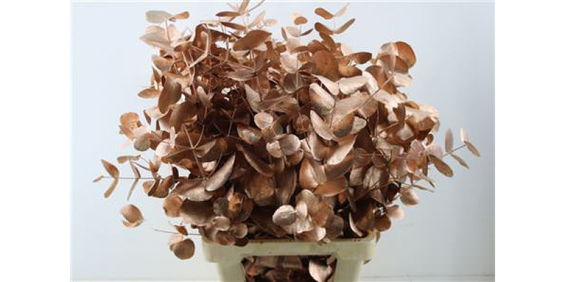 Euc Cin. Copper 70cm A1