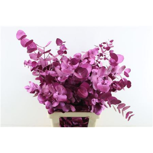 Euc Cin. Fuchsia Metallic 70cm A1