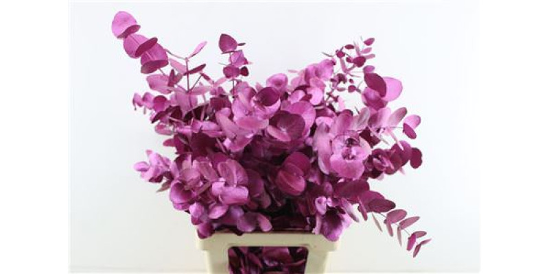 Euc Cin. Fuchsia Metallic 70cm A1