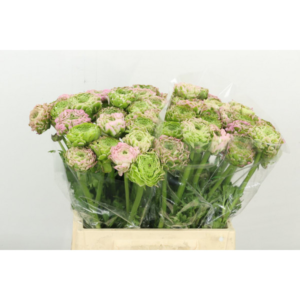 Ranunculus Pon Pon Hermione 42cm A1 Col-Pink