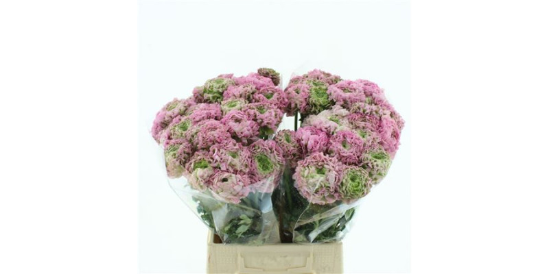 Ranunculus Pon Pon Hermione Pink 40 cm A1
