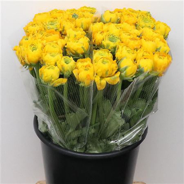 Ranunculus Ponpon Stella Yellow Extra 45cm A1